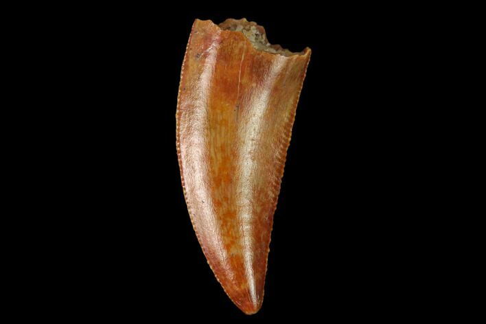 Serrated, Raptor Tooth - Real Dinosaur Tooth #158982